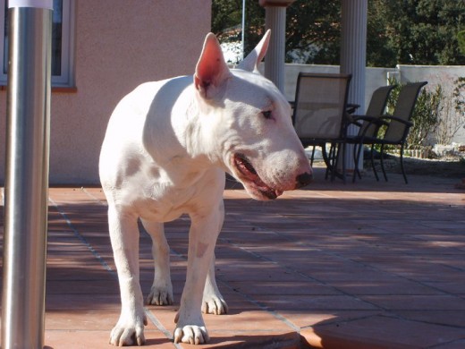 Ahhhh... un intrusooo... pero que guapooooooo!!!!!